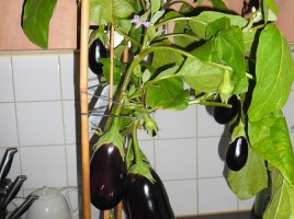 Aubergine-Plant_thumb.jpg