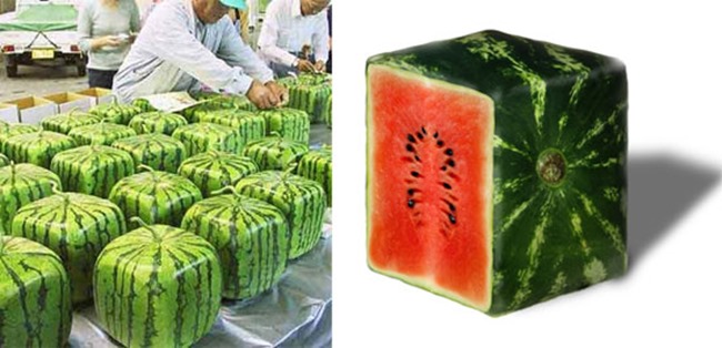 Vierkante Watermeloen