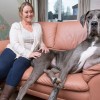 De grootste hond van Engeland – Must See!